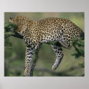 Suche nach pardus poster Afrika