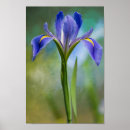 Suche nach iris kunst poster Blüten