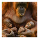 Suche nach orang utan mutter poster Baby