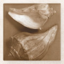 Suche nach muscheln untersetzer Seashell