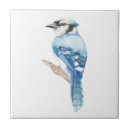 Suche nach blaues jay fliesen Natur