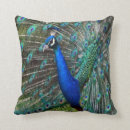 Suche nach bunter pfau Natur