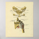 Suche nach gelenke poster Anatomie