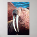 Suche nach walrus poster Meere