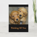 Suche nach goldener welpe karten Hunde