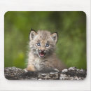 Suche nach schauend mousepads Betrachten der kamera