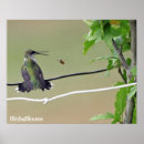 Suche nach hummingbird poster Birding