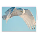 Suche nach schneebedeckte eule postkarten Minnesota