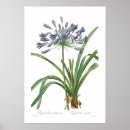 Suche nach agapanthus poster Vintag
