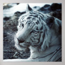 Suche nach white tiger poster Wildlife