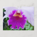 Suche nach cattleya orchidee postkarten Für sie