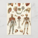 Suche nach menschliche anatomie postkarten Biologie