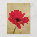 Suche nach roter gerbera postkarten Natur