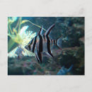 Suche nach angelfish poster Meer