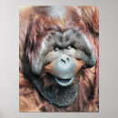 Suche nach orangutan poster Wild