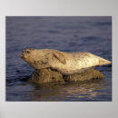 Suche nach monterey poster Ozean
