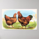 Suche nach rebhuhn poster Tiere