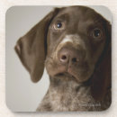 Suche nach brauner hund untersetzer Tier