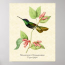 Suche nach vintage kolibris poster Trochilidae