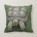 Suche nach schildkröten kissen Natur