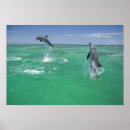 Suche nach tümmler poster Fauna