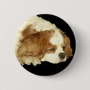 Suche nach kavalier buttons Hund