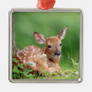 Suche nach fauna ornamente Natur