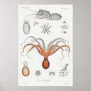 Suche nach krake poster Ozean