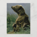 Suche nach kodiak bär poster Bären