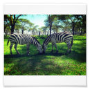 Suche nach afrika poster Zebra