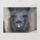 Suche nach lama foto postkarten Tier