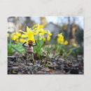 Suche nach lustiger frühling postkarten Blume