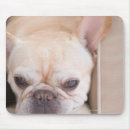 Suche nach der französischen bulldogge mousepads Nahaufnahme