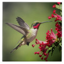 Suche nach kolibri fliesen Farbenfroh