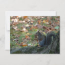 Suche nach eichhörnchen mit nuss postkarten Herbst