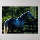 Suche nach gray poster Hengst