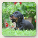 Suche nach lecken untersetzer Hund