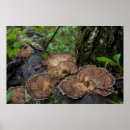Suche nach pilze poster Medizinisch
