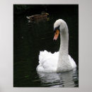 Suche nach weißer schwan poster Natur