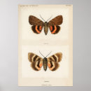 Suche nach schmetterlinge und motten poster Vintag