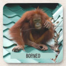 Suche nach orang utans untersetzer Borneo