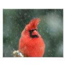 Suche nach singvogel poster Winter