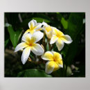 Suche nach plumeria poster Tropische