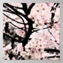 Suche nach sakura poster Flora
