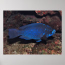 Suche nach papageienfisch poster Natur