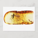 Suche nach moskito postkarten Insekt