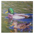 Suche nach stockente fliesen Enten