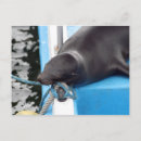 Suche nach seelöwe postkarten Ecuador