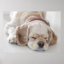 Suche nach cocker spaniel hund poster Fotografie