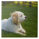 Suche nach weißer hund fliesen Hunde